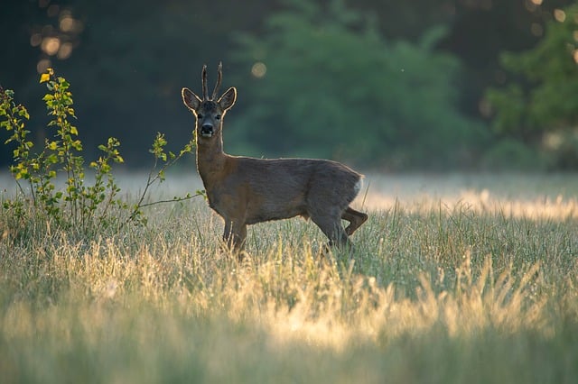 Affordable Nature Resorts Near NYC With Good Value