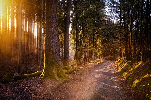 Ardennes Forest Resorts Where quiet becomes the central indulgence