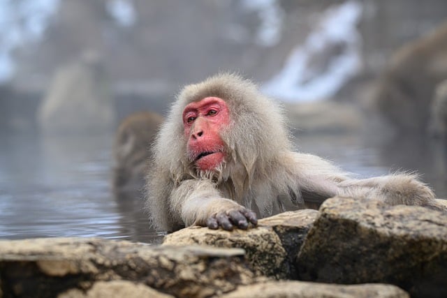 Hakone Resorts That wrap nature, onsen steam, and calm around you