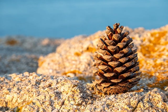 Jūrmala Coast Resorts Where pine scent and sea light lead the mood