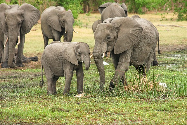 Okavango Travel Where safari rhythm and water silence work together